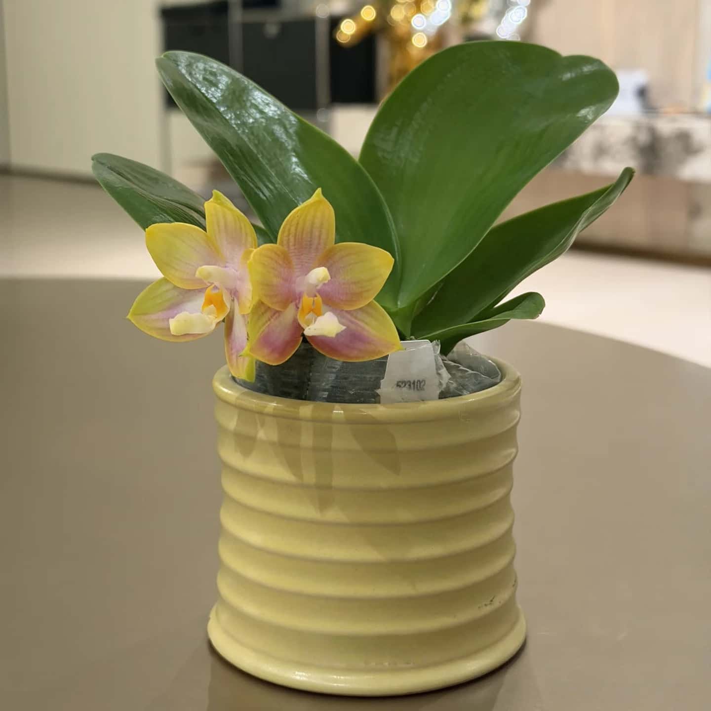 Creative reuse of empty candle jars